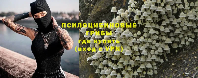 где купить наркотик  Клинцы  Псилоцибиновые грибы Magic Shrooms 